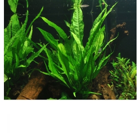 Microsorum pteropus_7