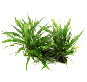 Microsorum pteropus