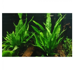 Microsorum pteropus_4