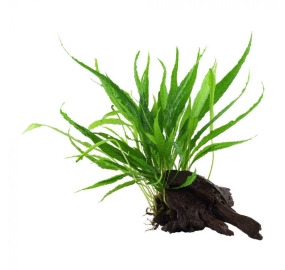 Microsorum pteropus_5