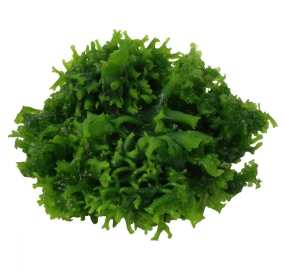 Monosolenium tenerum