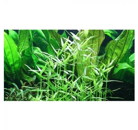 Murdannia Keisak_3