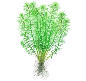 Myriophyllum Guyana TC_1