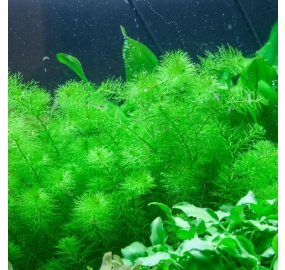 Myriophyllum Guyana TC_2