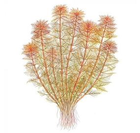 Myriophyllum Tuberculatum_1