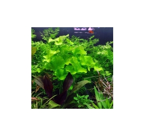 Nymphoides hydrophylla Taiwan