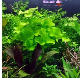 Nymphoides hydrophylla Taiwan TC_1