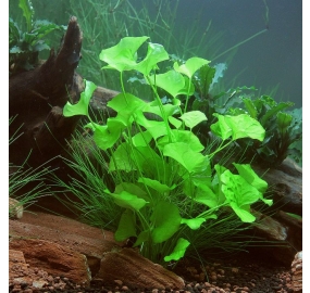 Nymphoides spec. Taiwan_2