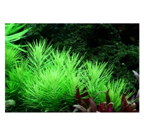 Pogostemon erectus_3