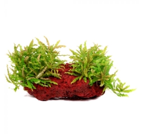 Pogostemon helferi_2