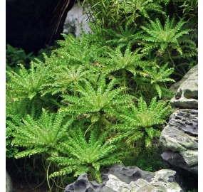 Pogostemon helferi_3