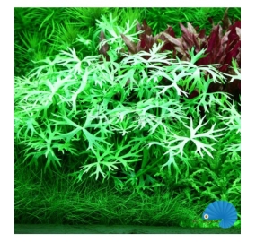 Ranunculus inundatus_2