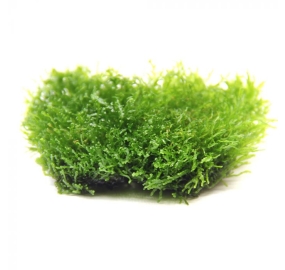 Riccardia chamedryfolia_1