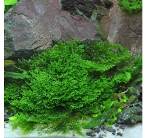 Riccardia chamedryfolia_2