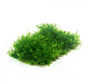 Riccardia chamedryfolia_5