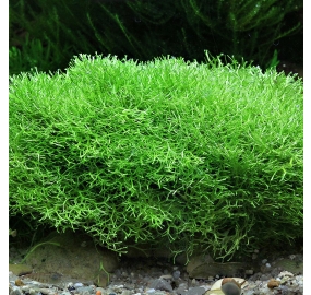 Riccia fluitans