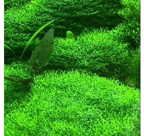 Riccia fluitans_5