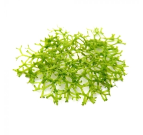 Riccia fluitans_1