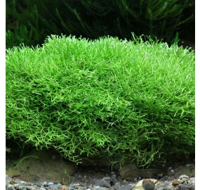 Riccia fluitans_2