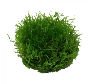 Riccia fluitans_4