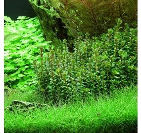 Rotala indica _3