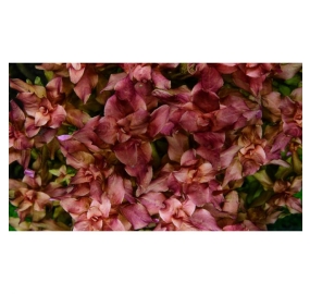 Rotala macrandra TC_1