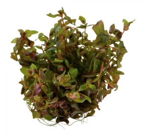 Rotala macrandra TC_2