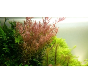 Rotala rotundifolia _2