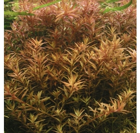 Rotala rotundifolia _3