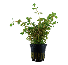 Rotala rotundifolia_5
