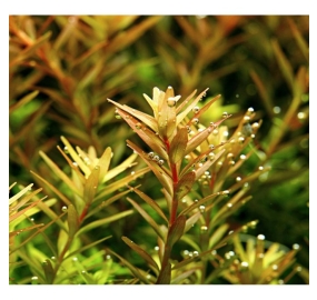Rotala rotundifolia_2