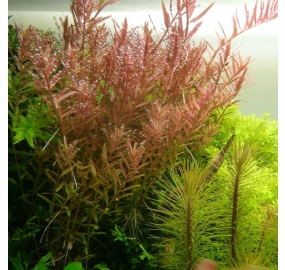 Rotala rotundifolia_6