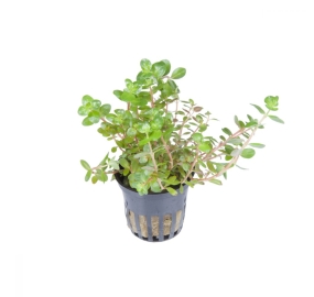 Rotala rotundifolia