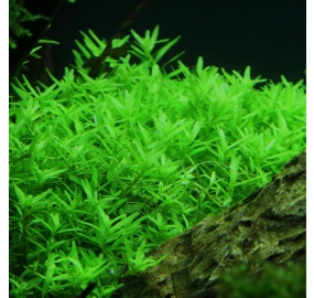Rotala sp. green_3