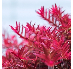 Rotala sp. Vietnam Hra_2