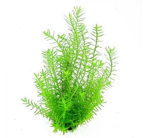 Rotala spec. green_1