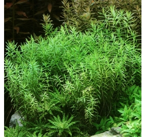 Rotala spec. green_3