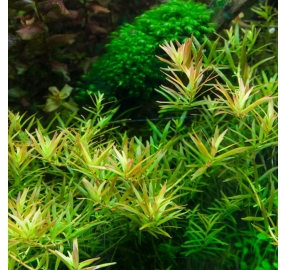 Rotala Vietnam Hra TC_3