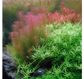 Rotala wallichii TC_1