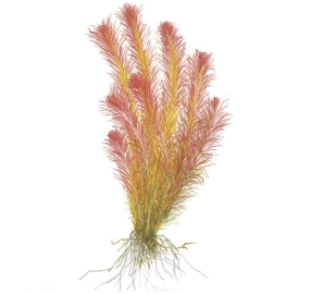Rotala wallichii TC_2