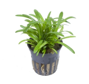Sagittaria subulata_1