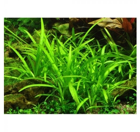 Sagittaria subulata_4