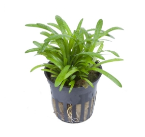 Sagittaria subulata_2