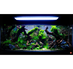 Sưu tập_Những mẫu hồ đẹp_Tank 01