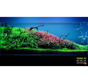 Sưu tập_Những mẫu hồ đẹp_Tank 03
