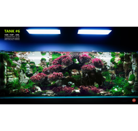 Sưu tập_Những mẫu hồ đẹp_Tank 06