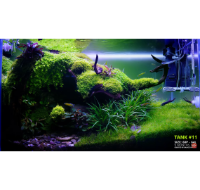 Sưu tập_Những mẫu hồ đẹp_Tank 11