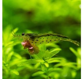 Tép_Amano Shrimp