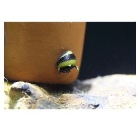 Ốc_Horned Nerite Snail_Clithon corona