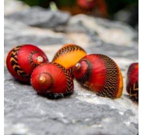 Ốc_Vittina waigiensis_Red Racer Snail